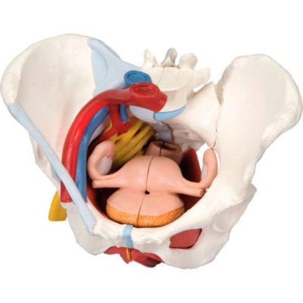 Fabrication Enterprises 3B® Anatomical Model - Female Pelvis, 6-Part with Ligaments 977360